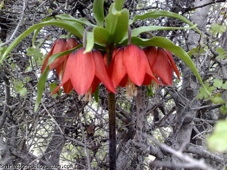 کوه برز و منطقه سیاهچال,فارس,فیروزاباد