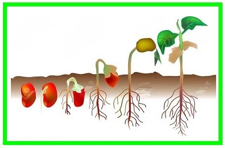 در زمینی نرم روید دانه ای