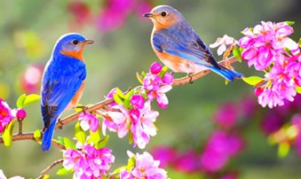 ریشه عشق اگر سوز ندارد بر ما