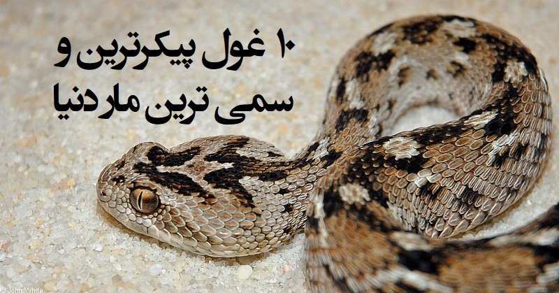 این جهان چون مار باشد عارفا