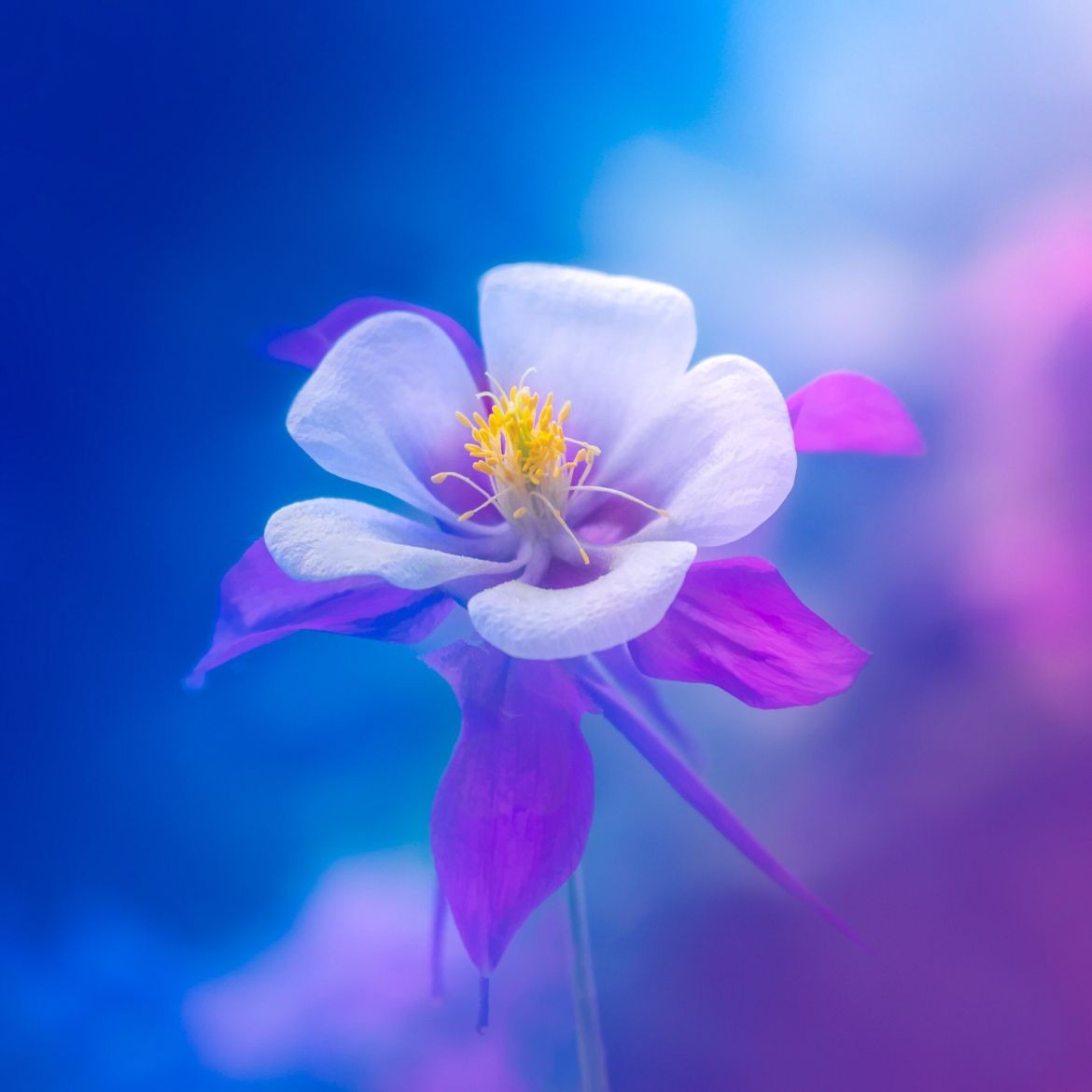 نای خروشان