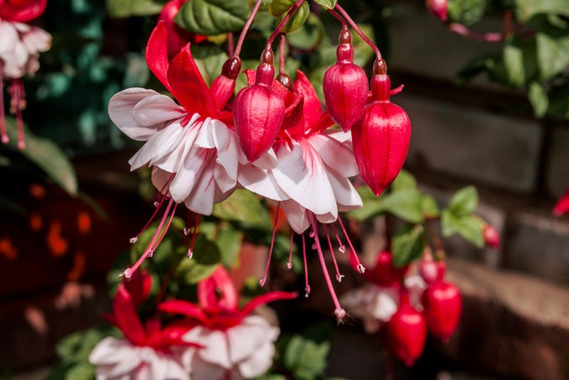 مراقبت از گیاه Fuchsia: مراقبت از فوشیا ( گل گوشواره )