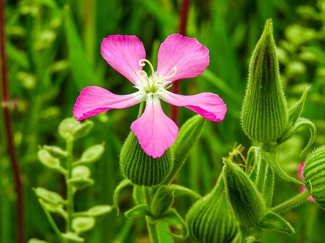 لیلی نه که صبح گیتی افروز