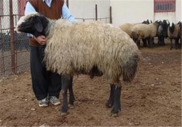 معرفی کامل نژاد گوسفند سنگسر 