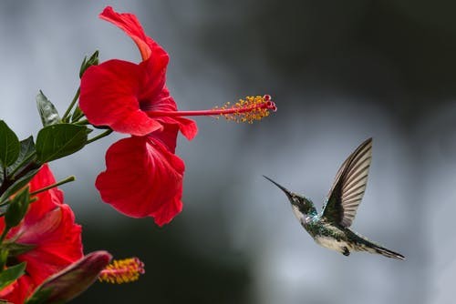 چه خوش نازی است ناز خوبرویان