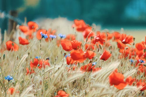 ای نفس خرم باد صبا