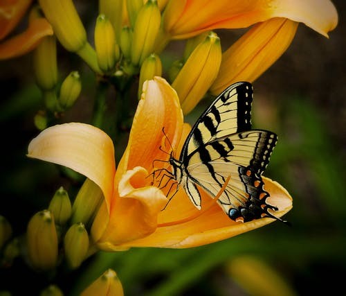 ای غره ماه از اثر صنع تو غرا