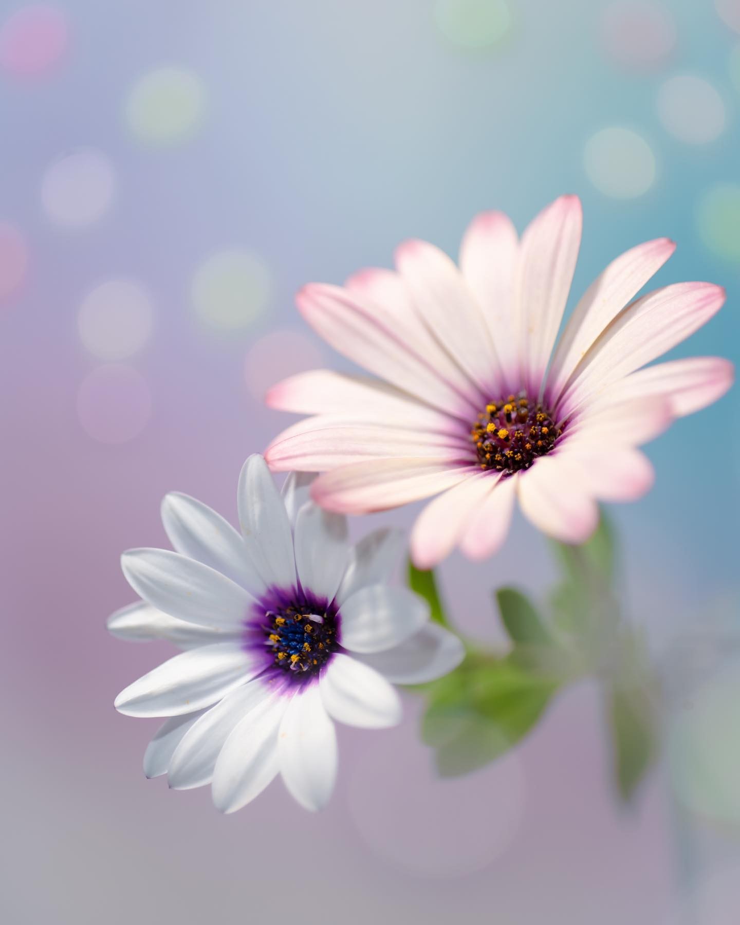 خرد هر کجا گنجی آرد پدید