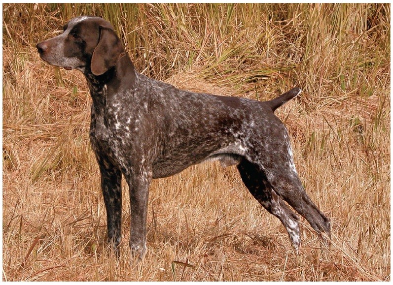 نژاد ژرمن شورت‌هِیرد پوینتر (German Shorthaired Pointer)
