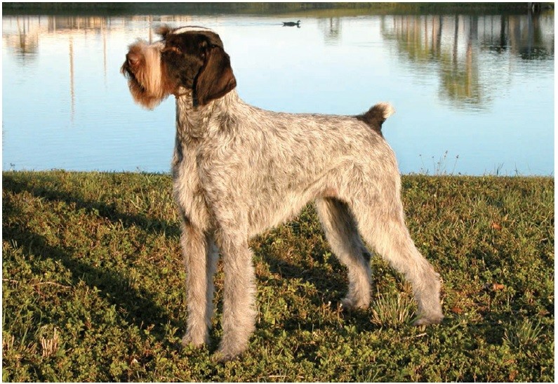 ژرمن وایرهِیرد پوینتر (German Wirehaired Pointer)