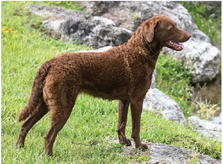 سگ چساپیک بِی رتریور (Chesapeake Bay Retriever)