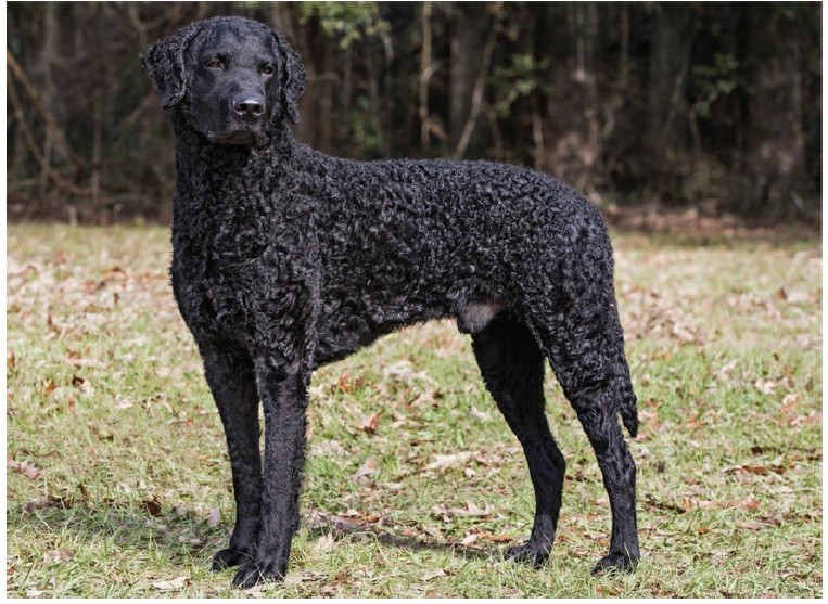 کرلی‌کوتد رتریور (Curly-Coated Retriever)