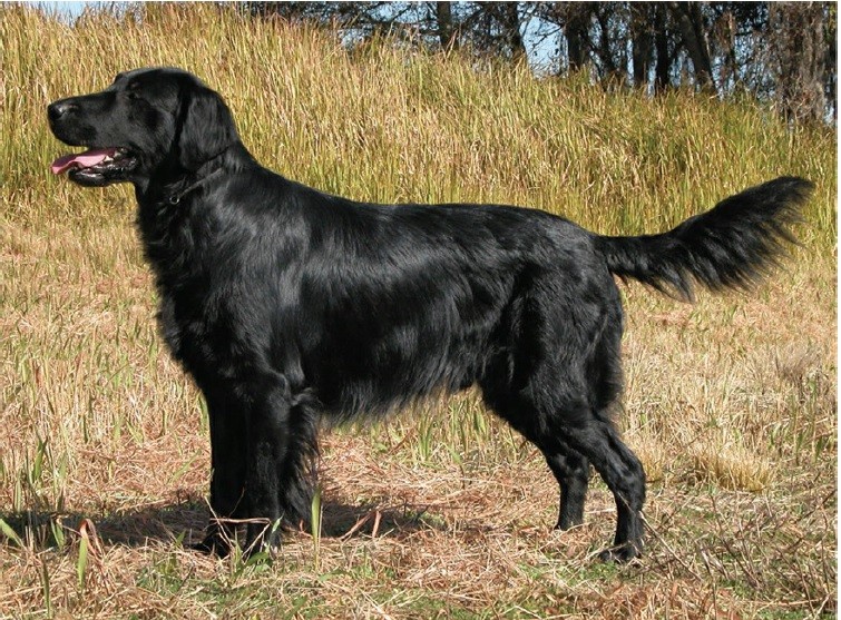 فلت‌کوتد رتریور (Flat-Coated Retriever)