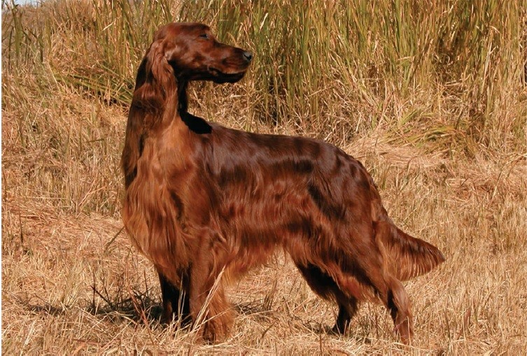 سگ آیریش سِتِر (Irish Setter)