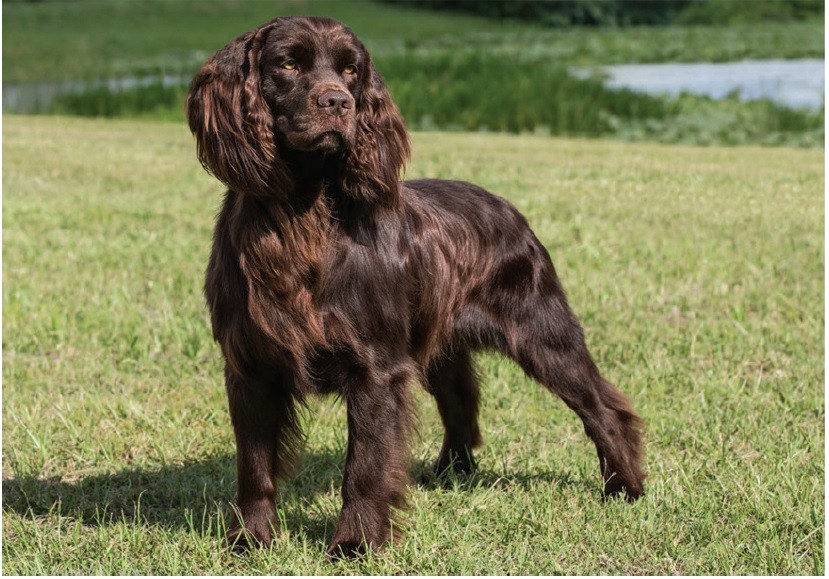 بویکین اسپانیل (Boykin Spaniel)