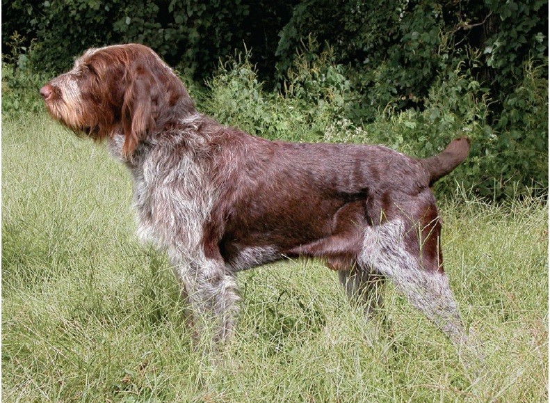 اسپینونه ایتالیایی (Spinone Italiano)