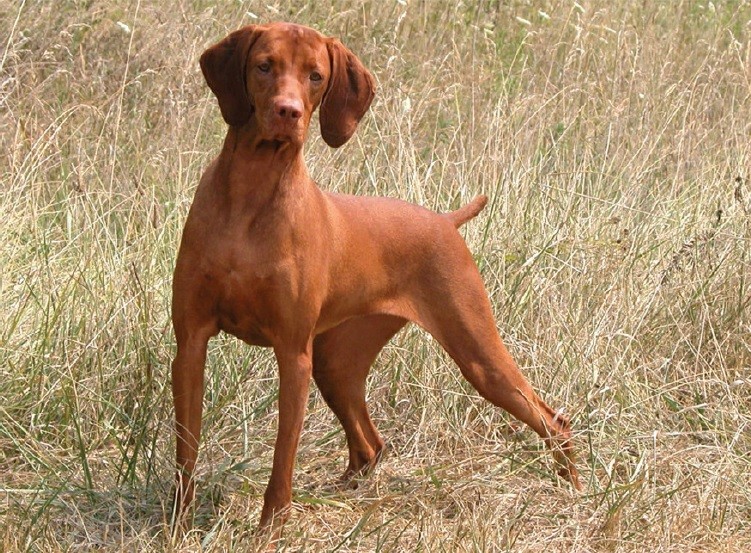 ویزلا (Vizsla)
