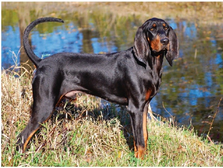 کون‌هاوند سیاه و قهوه‌ای (Black and Tan Coonhound)