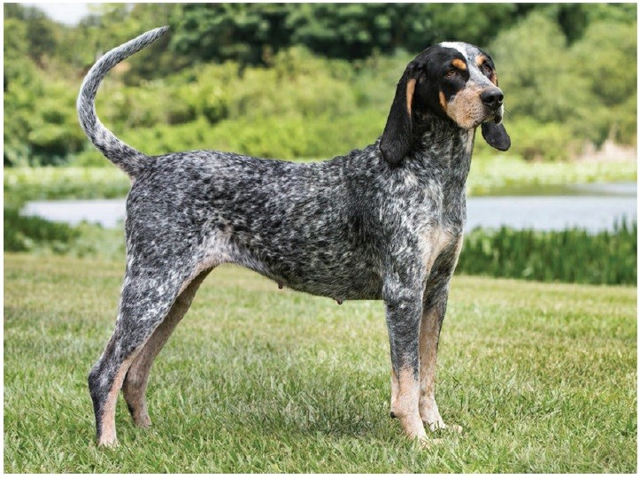 کون‌هاوند خال‌آبی (Bluetick Coonhound)