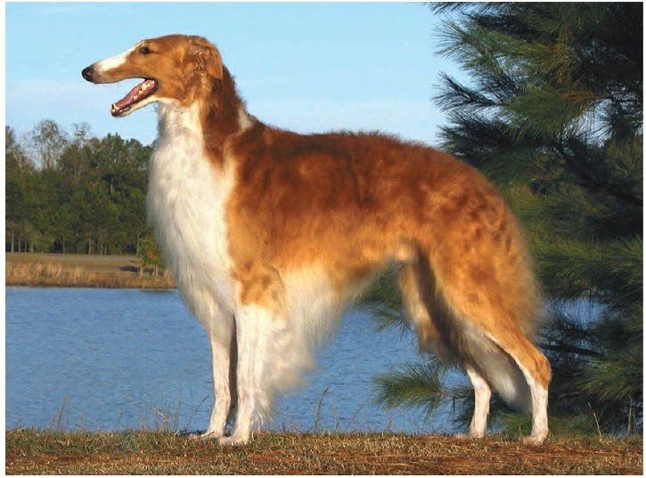 برزوی (Borzoi)