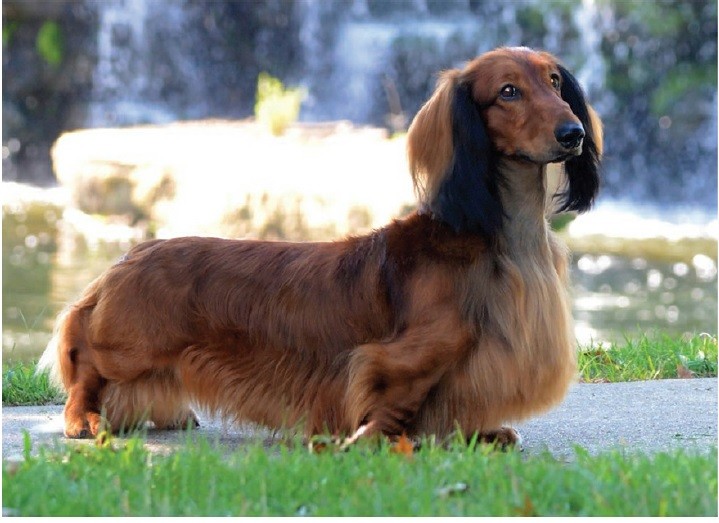 داکسهوند (Dachshund)