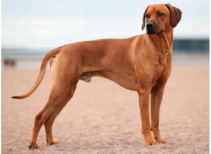  رودسیَن ریج‌بَک (Rhodesian Ridgeback)