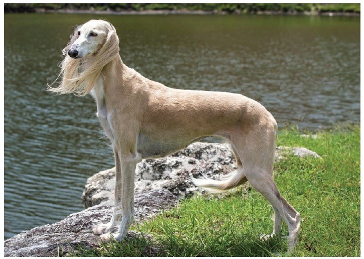 سَلـوکی (Saluki)