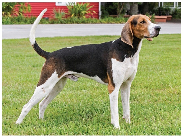 تریینگ واکر کون‌هاوند (Treeing Walker Coonhound)