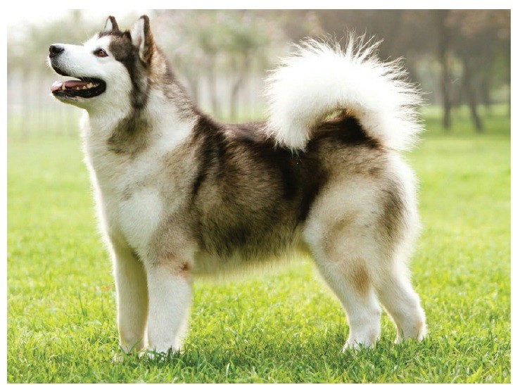 مالاموت آلاسکایی یا سگ اسکیمو (Alaskan Malamute)