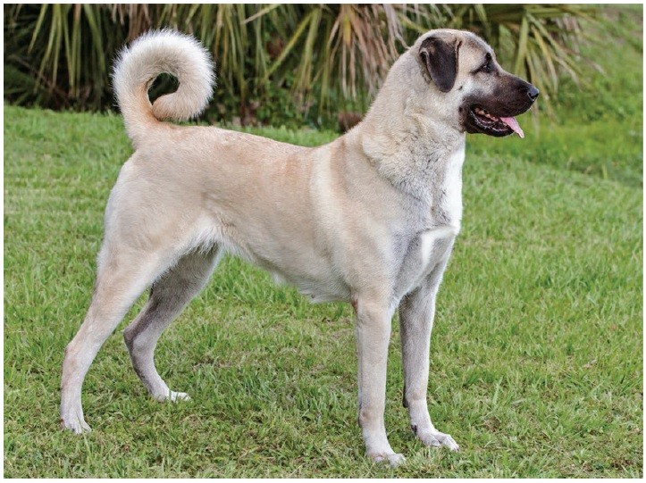 آناتولین شپرد (Anatolian Shepherd)