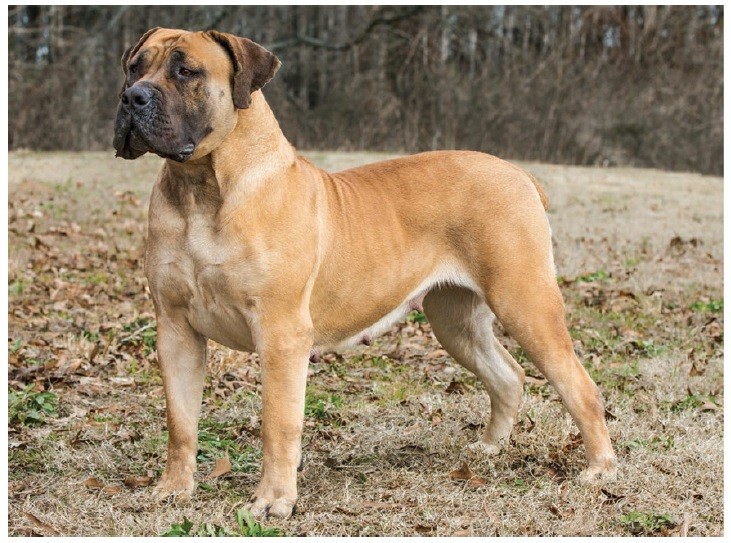 بوربول (Boerboel)
