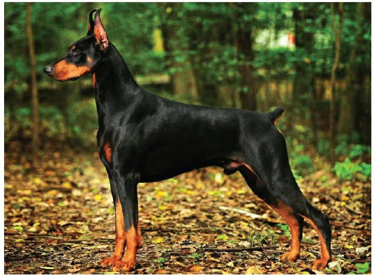 دوبرمن (Doberman Pinscher)