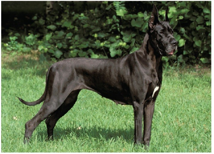 گریت دین (Great Dane)