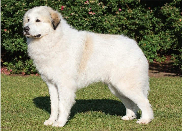 سگ پیرینه (Great Pyrenees)