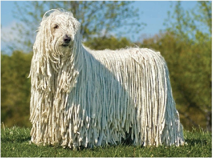 کوموندور (Komondor)