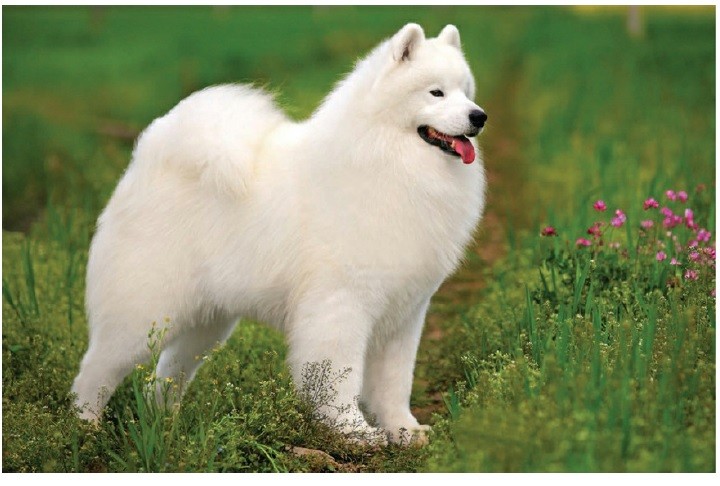 ساموید (Samoyed)