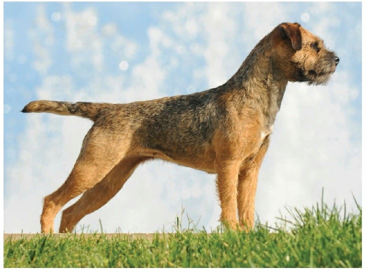 بوردر تریر (Border Terrier)
