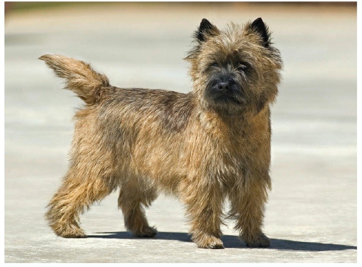 کِرن تریر (Cairn Terrier)
