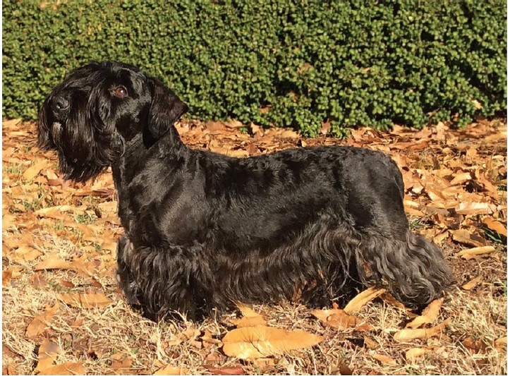 چسکی تریر (Cesky Terrier)
