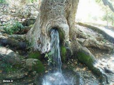 چشمه حکمت از دلش جانب زبان