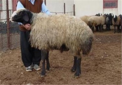 معرفی کامل نژاد گوسفند سنگسر 