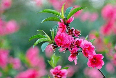 ای نوبهار حسن بیا کان هوای خوش...