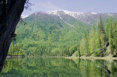 تایگا،مأوای سبز زندگی