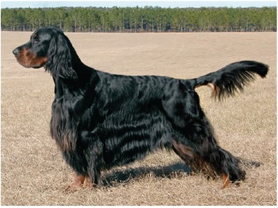 گوردون سِتِر (Gordon Setter)