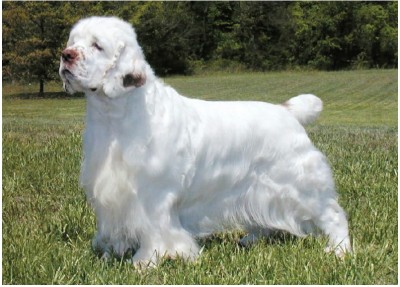 کلامبر اسپانیل (Clumber Spaniel)