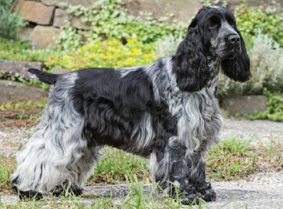 کاکر اسپانیل انگلیسی (English Cocker Spaniel)