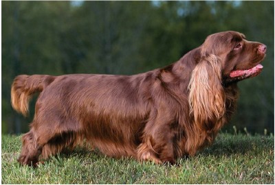 ساسک.س اسپانیل (Suss-ex Spaniel)