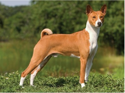 باسنجی (Basenji)