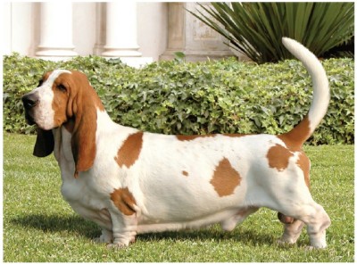 باسِت هاوند (Basset Hound)