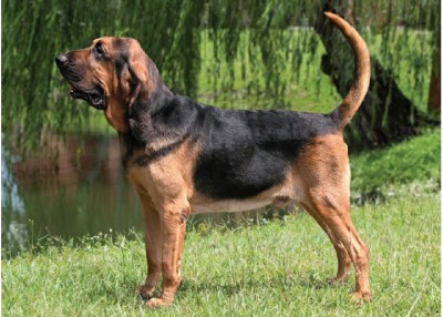 بلادهاوند (Bloodhound)